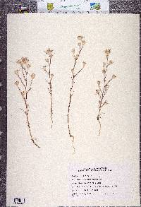 Eriastrum brandegeeae image