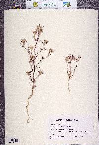 Eriastrum brandegeeae image