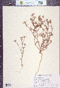 Eriastrum brandegeeae image