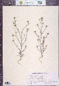 Eriastrum brandegeeae image