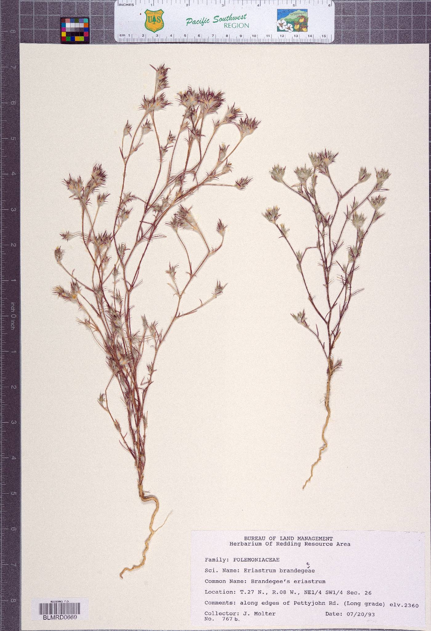 Eriastrum brandegeeae image