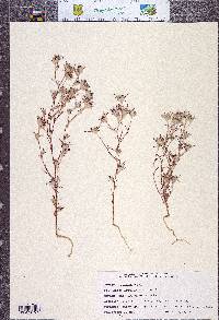 Eriastrum brandegeeae image