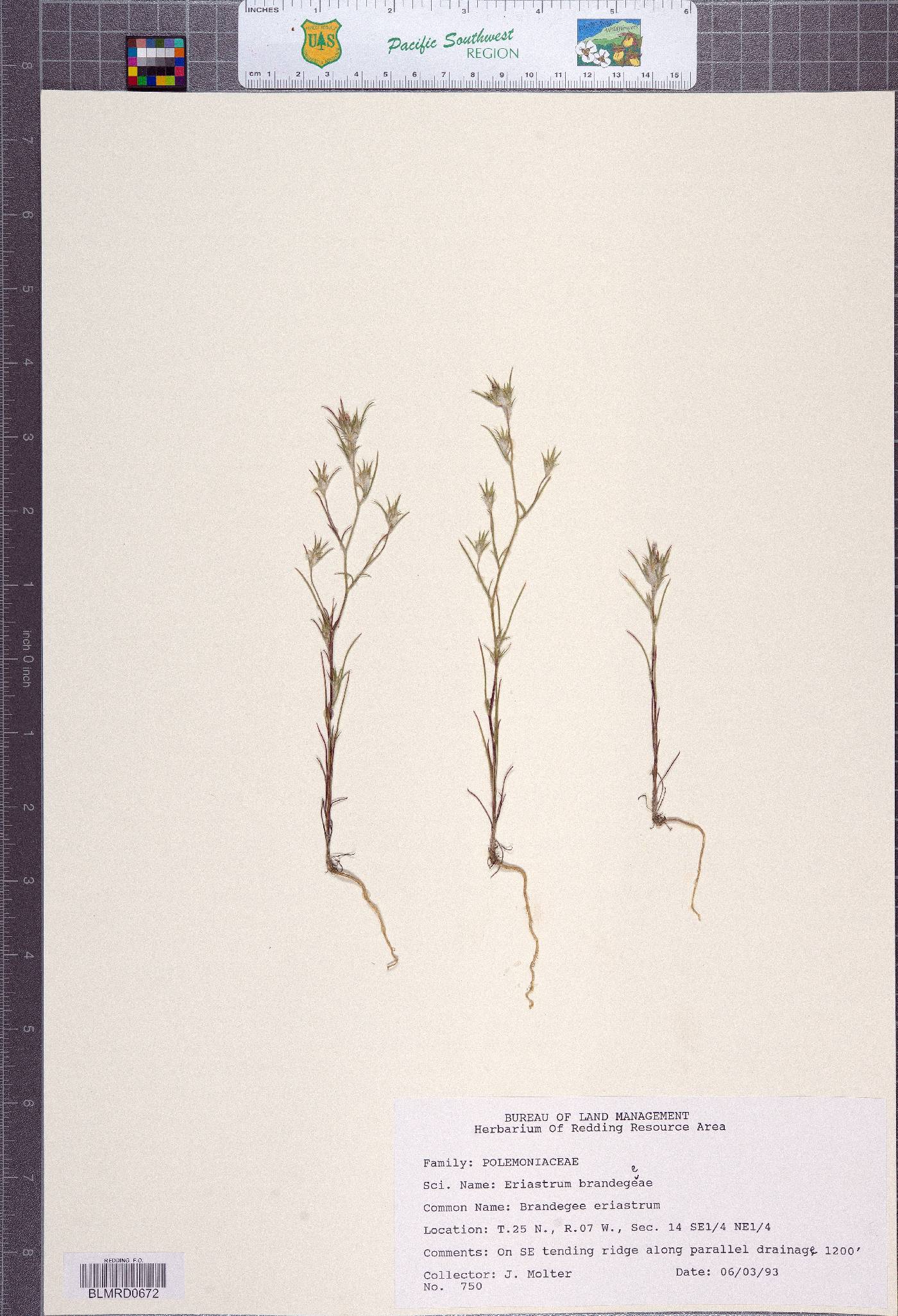 Eriastrum brandegeeae image