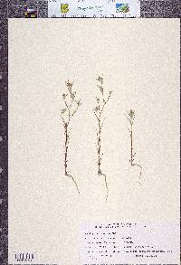 Eriastrum brandegeeae image