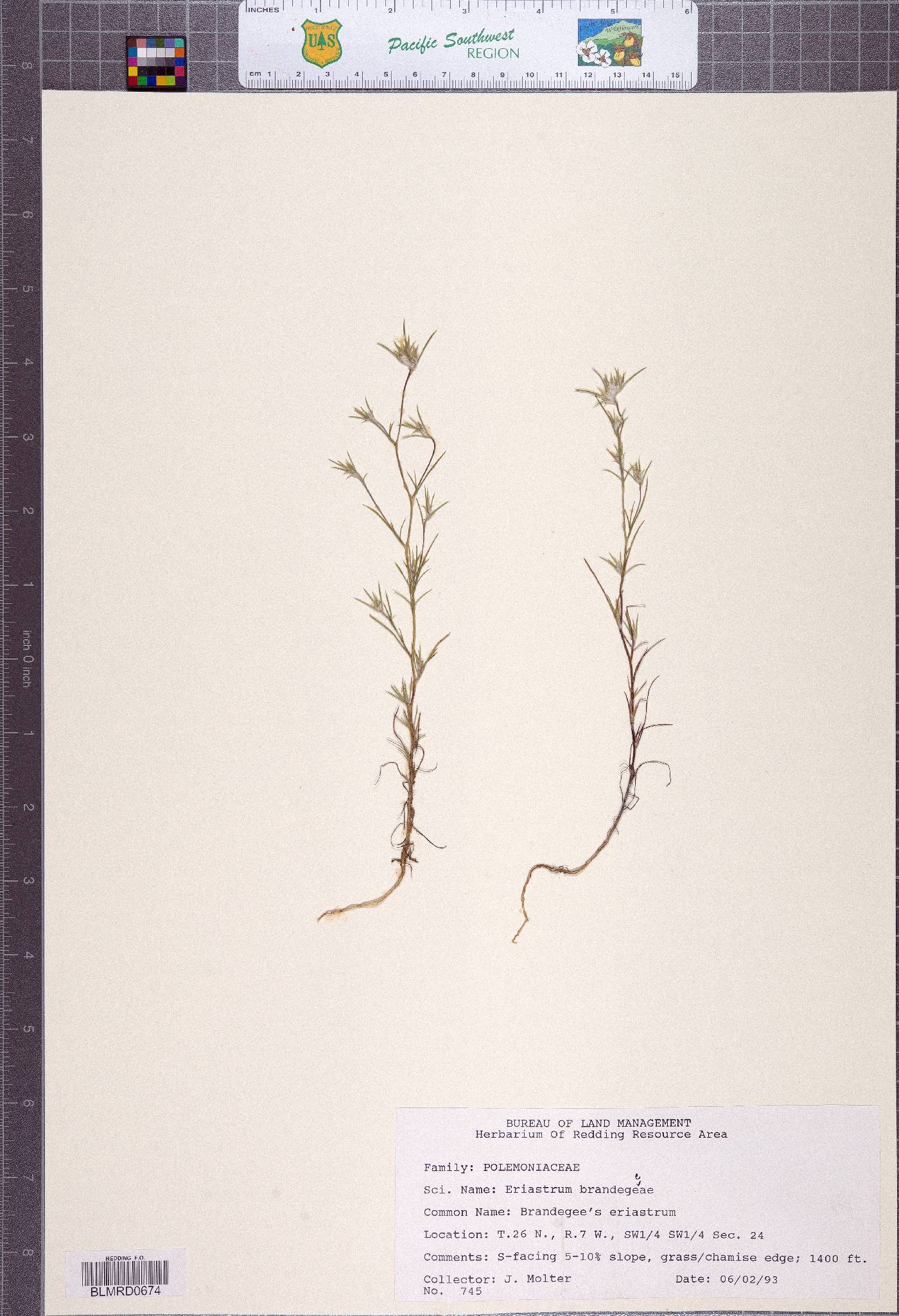 Eriastrum brandegeeae image