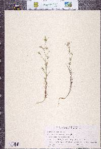 Eriastrum brandegeeae image