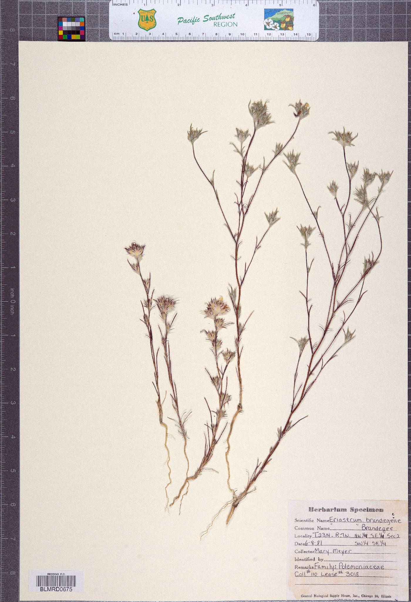 Eriastrum brandegeeae image