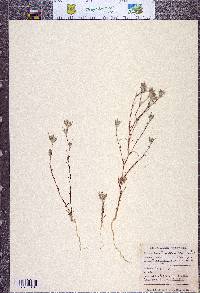 Eriastrum brandegeeae image