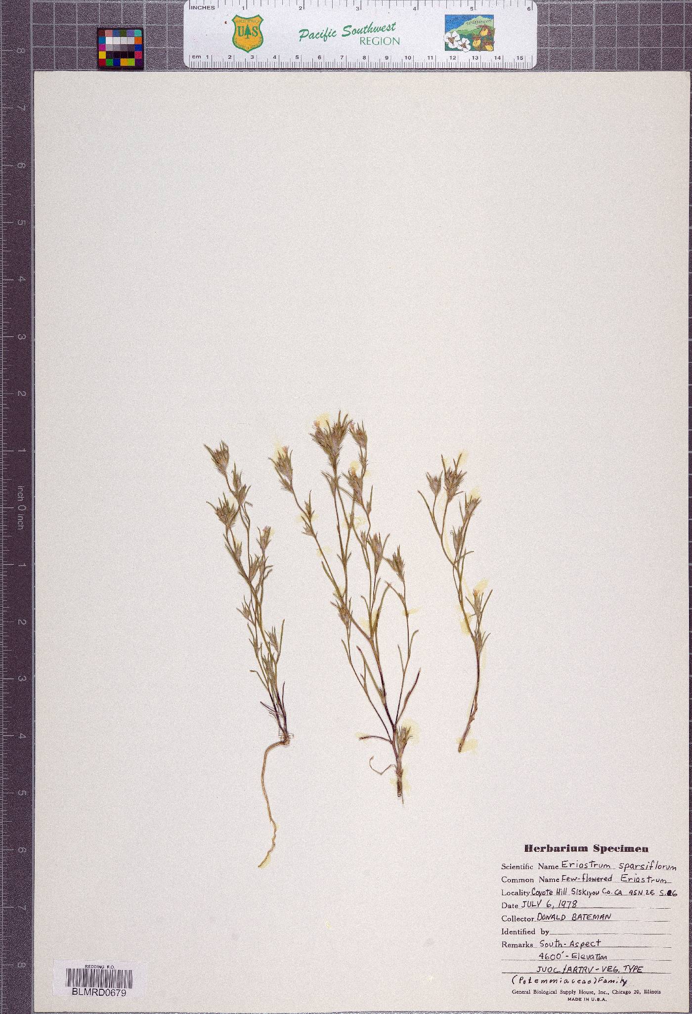 Eriastrum sparsiflorum image