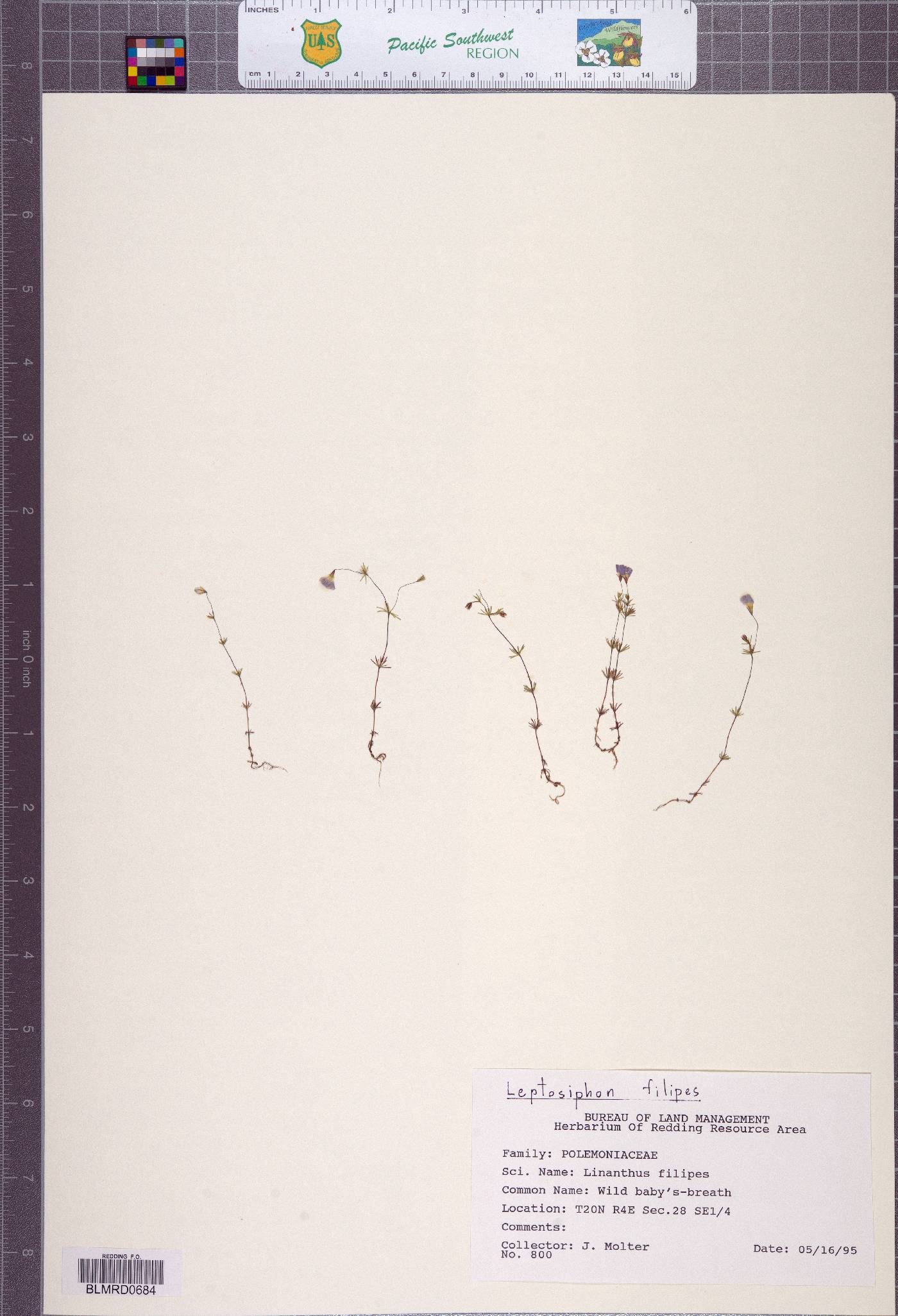 Leptosiphon filipes image