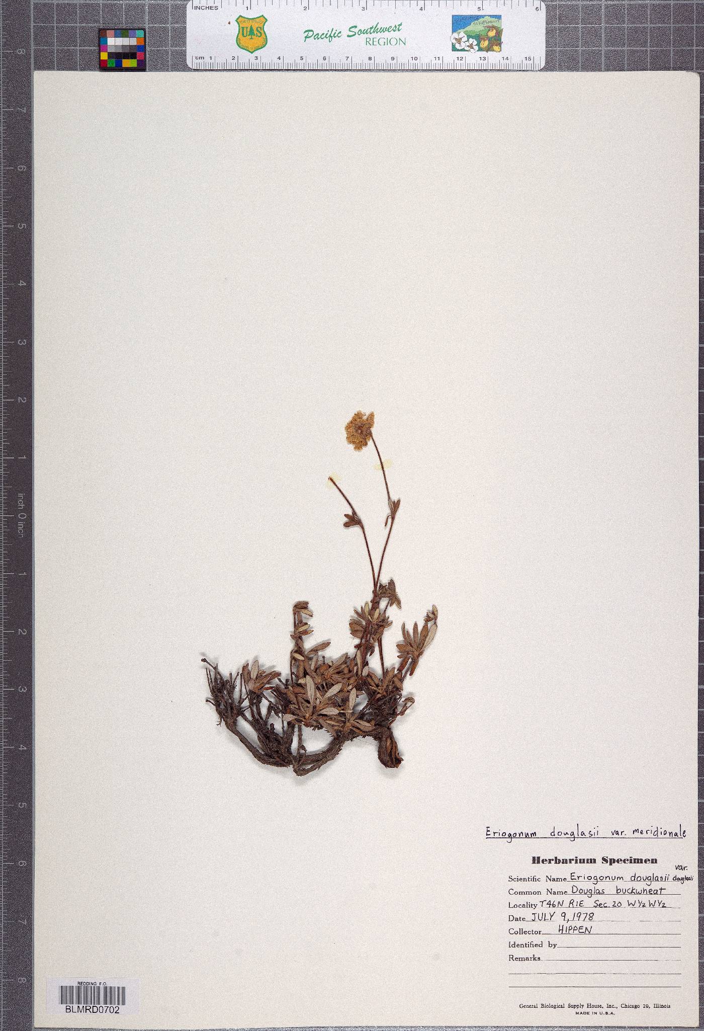 Eriogonum douglasii var. douglasii image