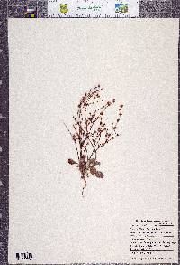 Eriogonum vimineum image