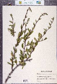 Cercocarpus ledifolius var. intermontanus image