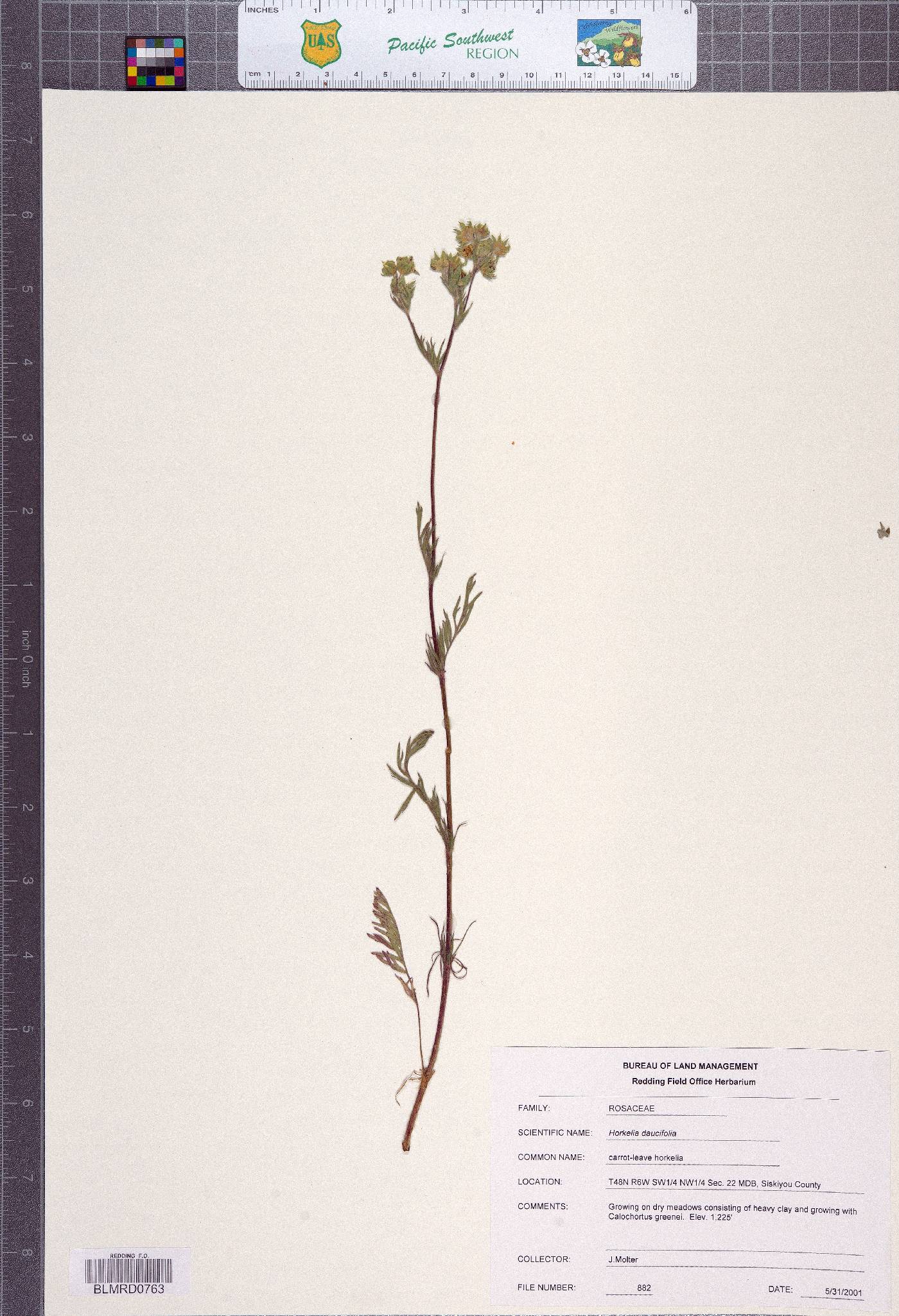Horkelia daucifolia image