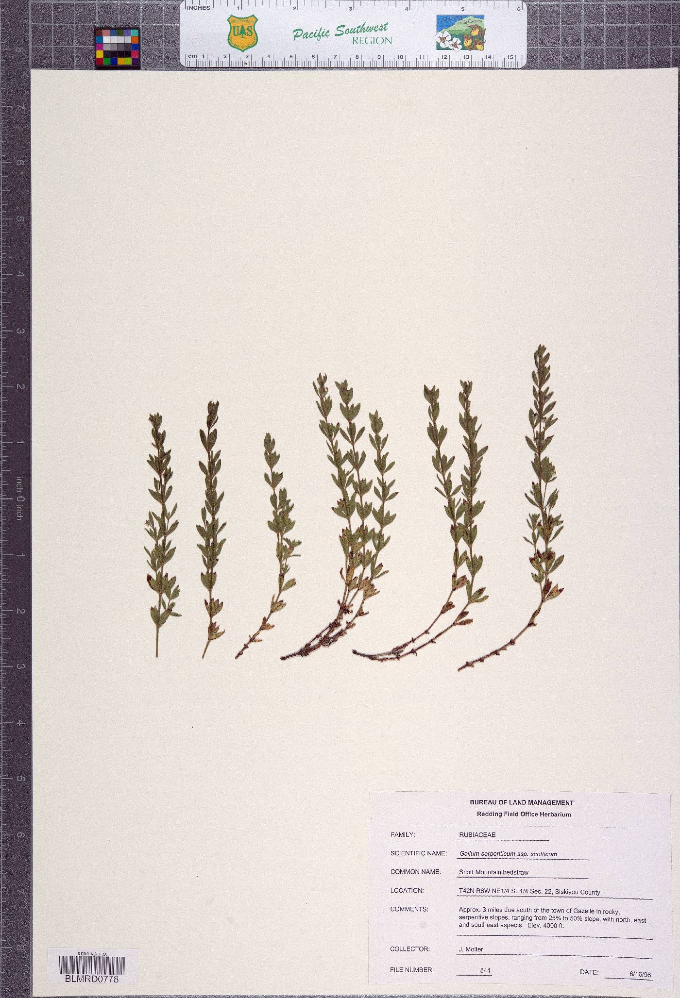 Galium serpenticum subsp. scotticum image