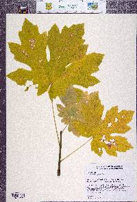 Acer macrophyllum image