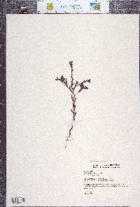 Phacelia greenei image