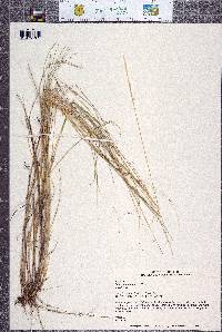 Achnatherum occidentale subsp. occidentale image