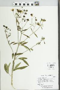 Coreopsis palmata image