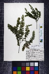 Adiantum aleuticum image