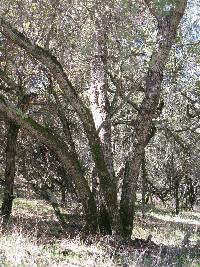 Quercus berberidifolia image