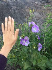 Phacelia grandiflora image