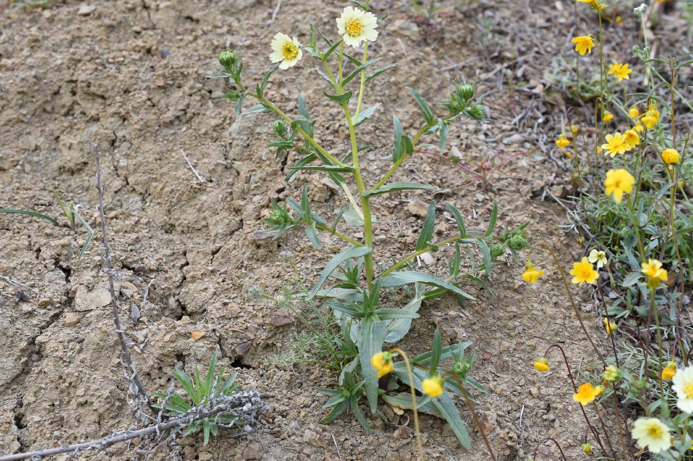 Layia heterotricha image