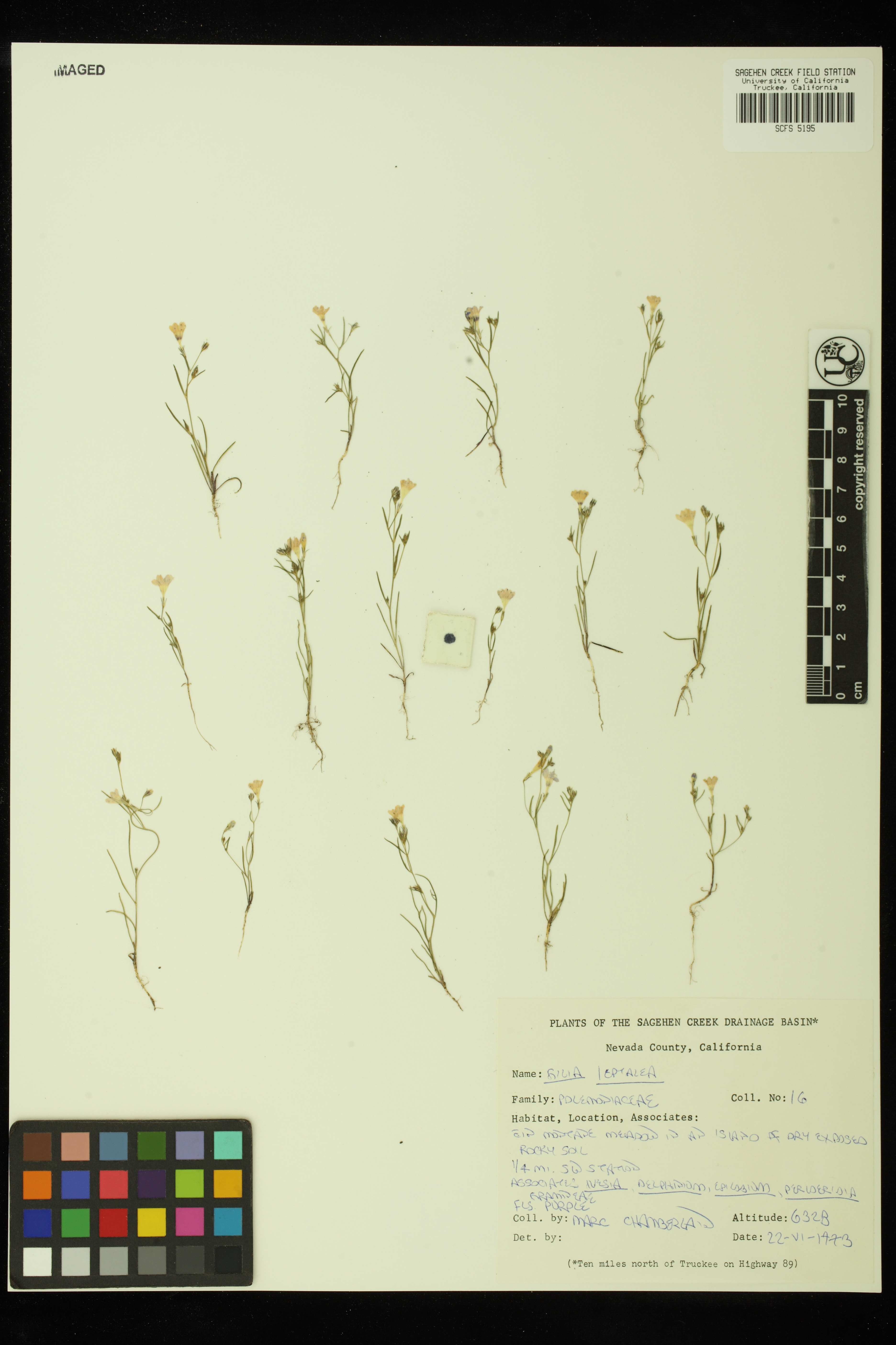 Navarretia leptalea image