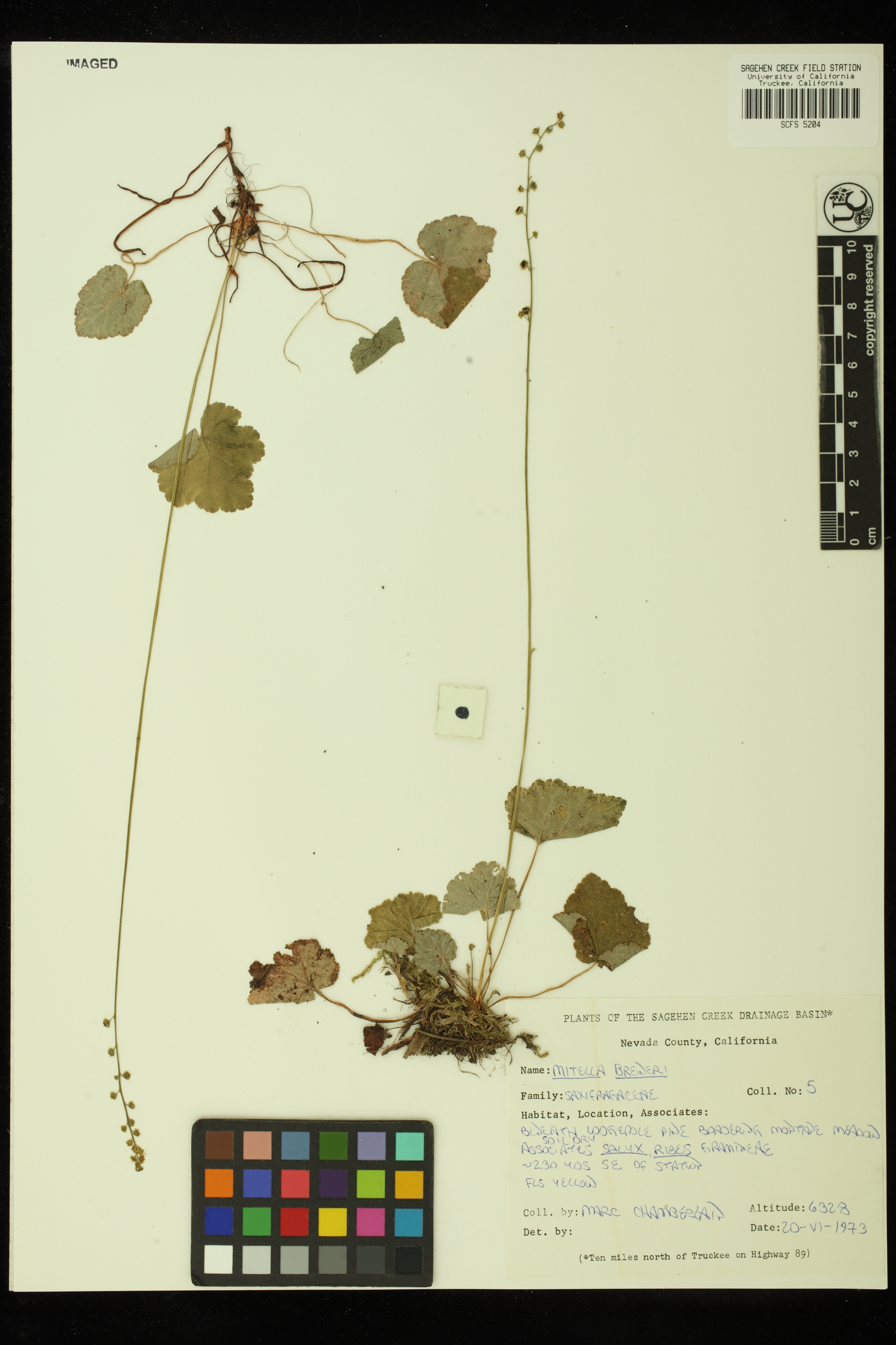 Mitella breweri image