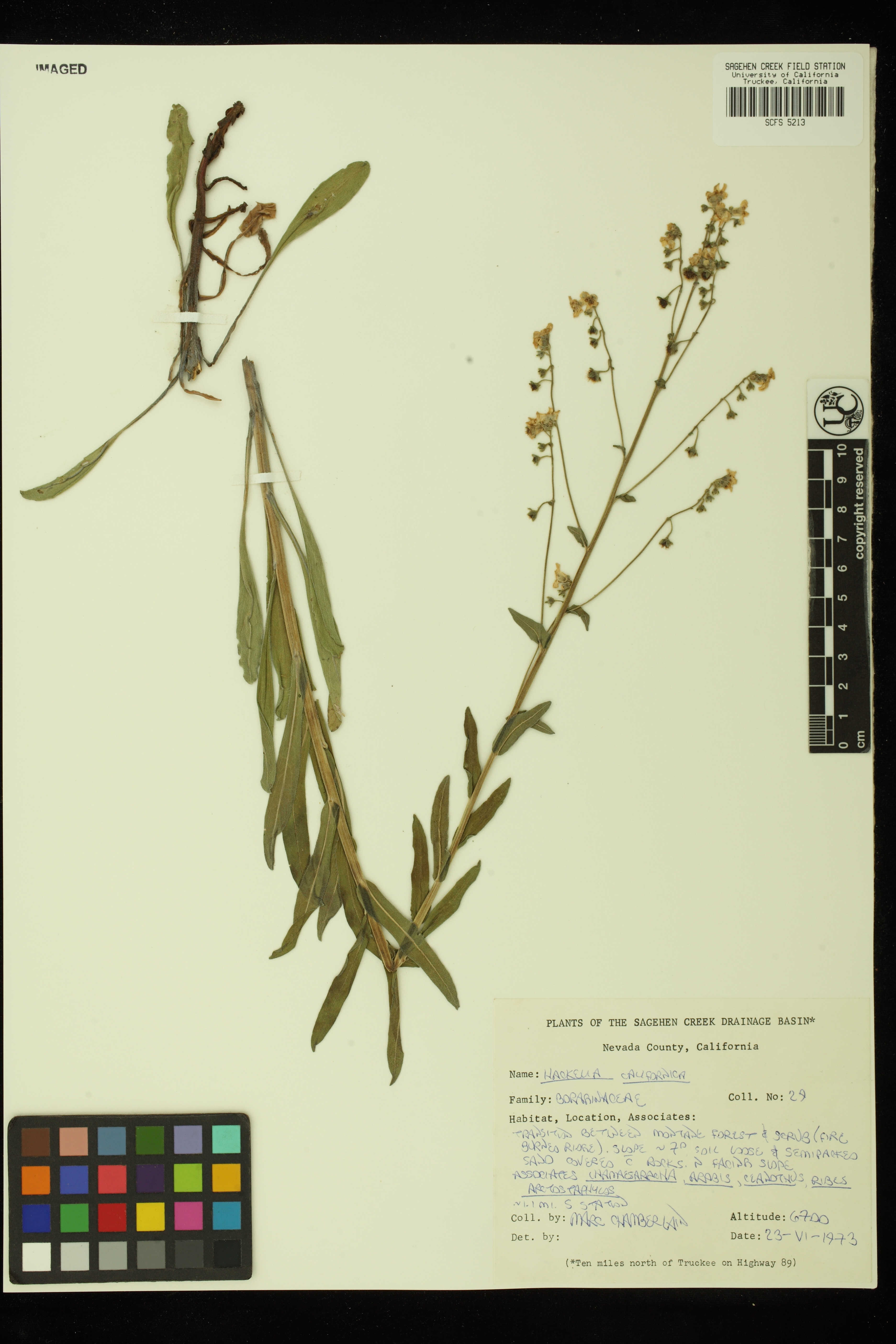 Hackelia californica image