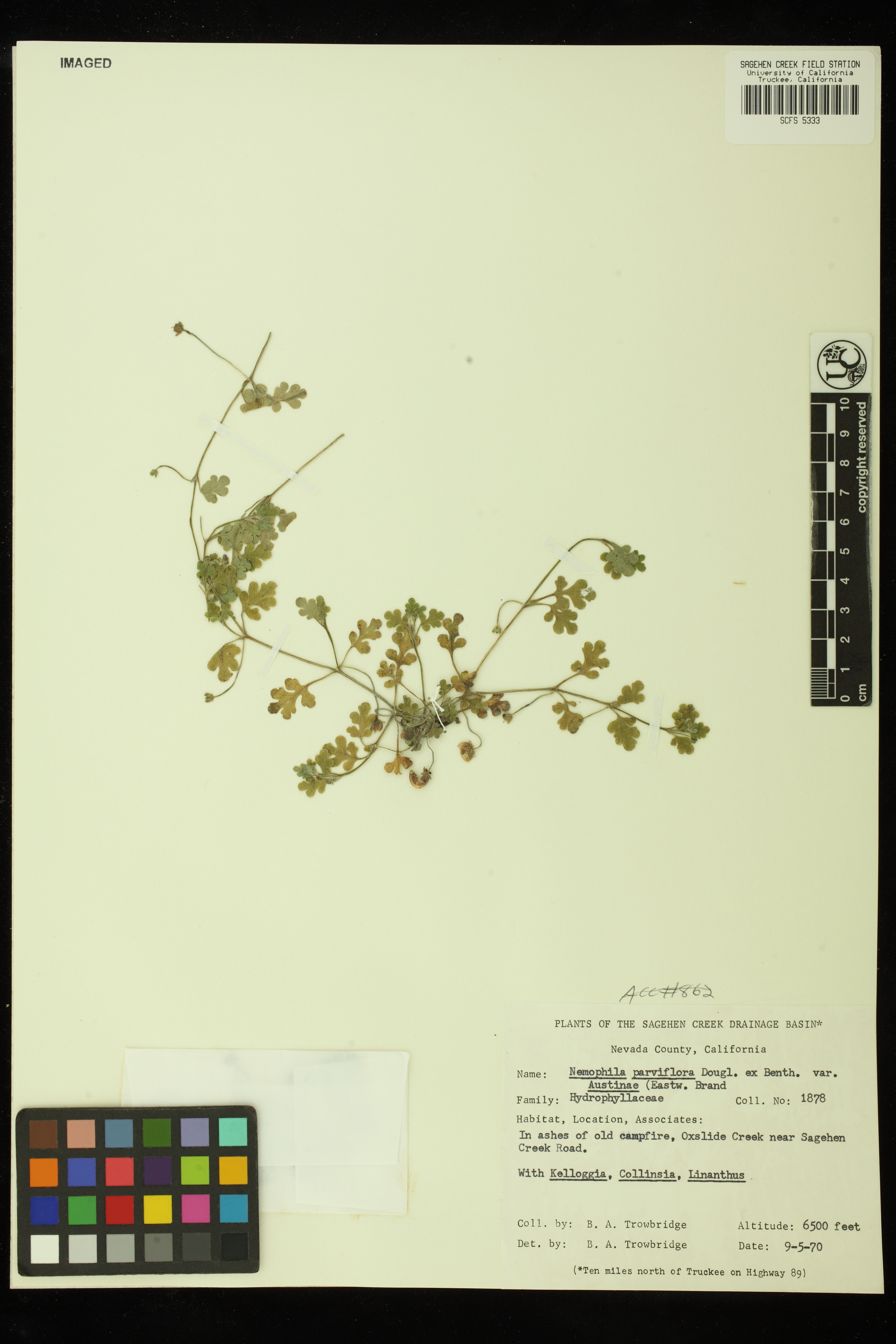 Nemophila parviflora var. austinae image