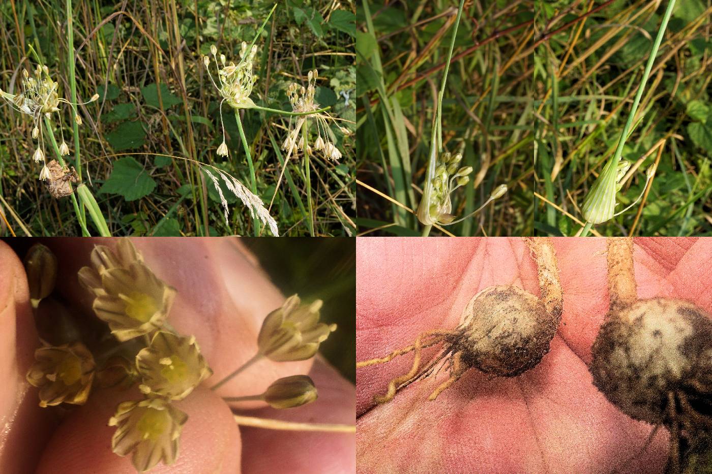 Allium oleraceum image