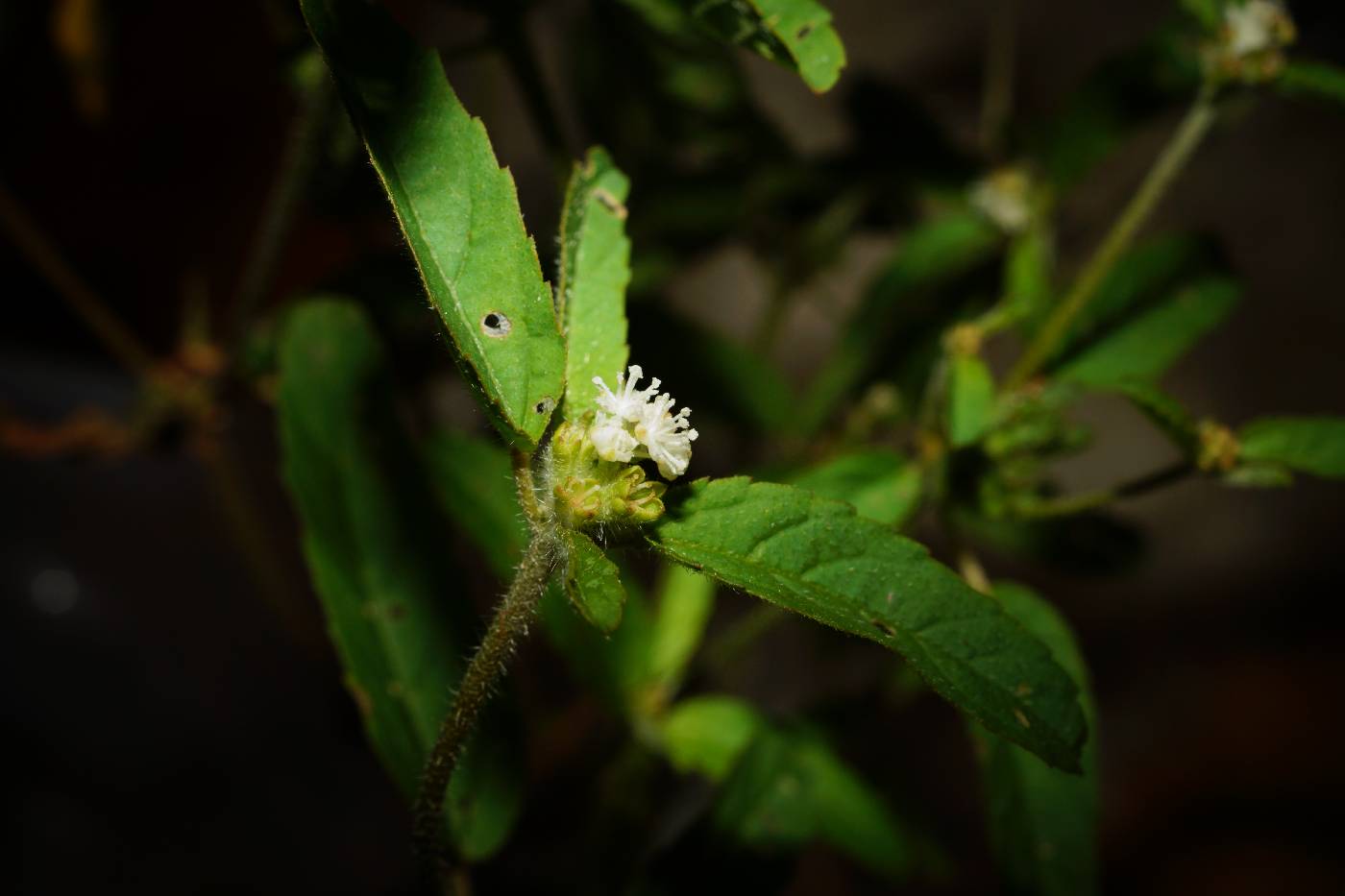 Croton glandulosus var. septentrionalis image