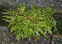 Poa annua image