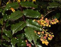 Mahonia aquifolium image