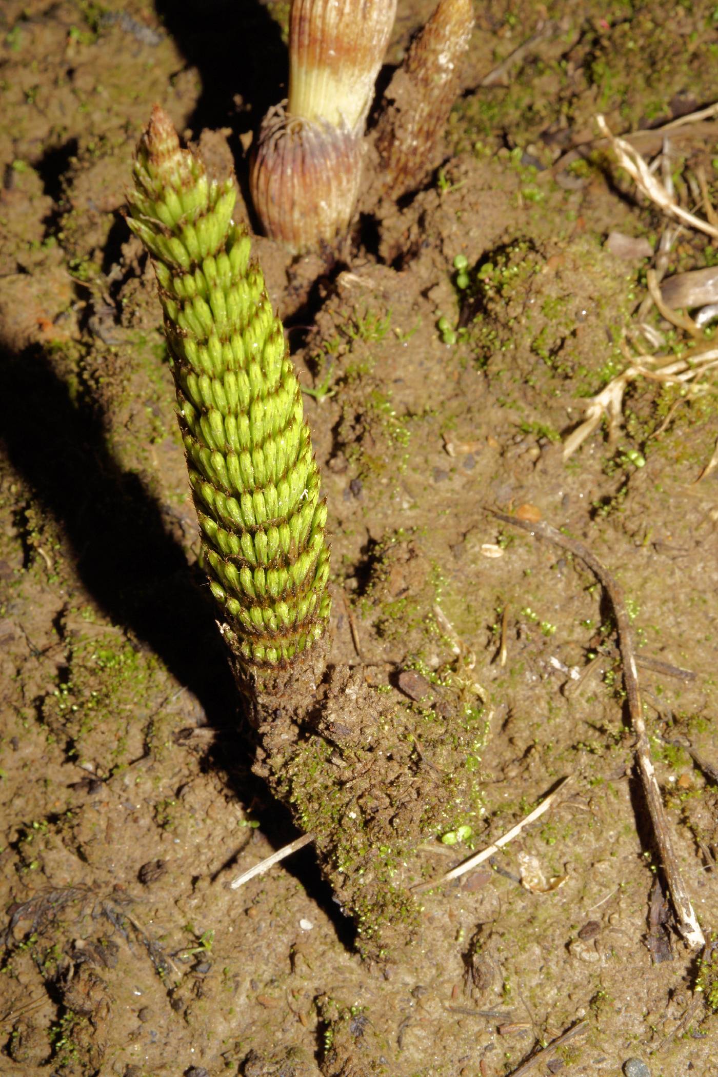 Equisetum telmateia var. braunii image