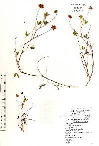 Trifolium depauperatum image