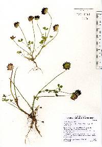 Trifolium grayi image