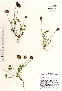 Trifolium grayi image