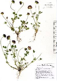Trifolium grayi image