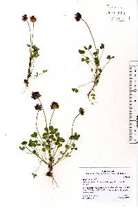 Trifolium grayi image