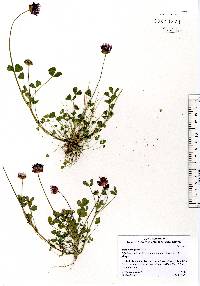 Trifolium grayi image