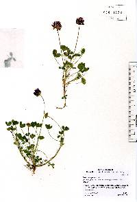 Trifolium grayi image