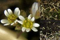 Draba verna image