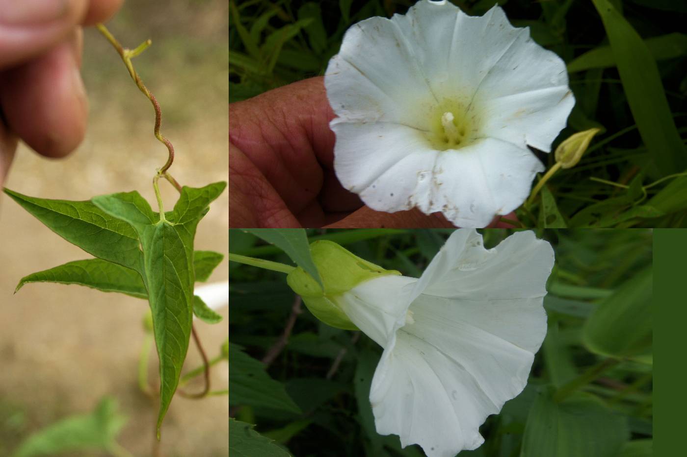 Calystegia sepium var. limnophila image