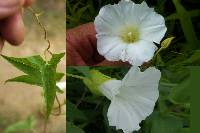 Calystegia sepium var. limnophila image