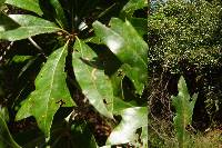 Quercus x subfalcata image