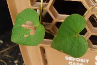 Ipomoea pandurata image