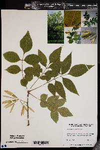 Fraxinus pennsylvanica image