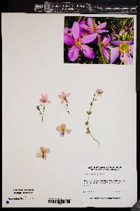 Sabatia angularis image